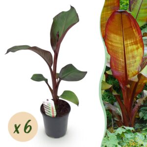Bananen plant - Ensete ventricosum Maurelli - Winterhard - 6 planten
