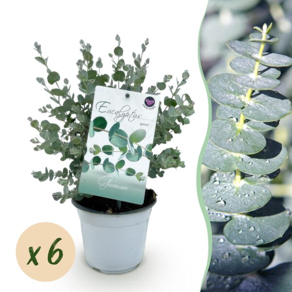 Eucalyptus boom - Eucalyptus gunni  - Grijs - 6 Planten - Winterhard