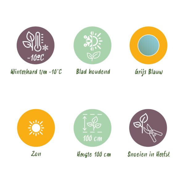 Eucalyptus boom - Eucalyptus gunni  - Grijs - 6 Planten - Winterhard