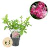 Pluim Hortensia - Hydrangea panniculata Pink Diamond - Bloem Wit Roze  - 3 Planten - 1 m2 - Bladverliezend - Grote Bloemen
