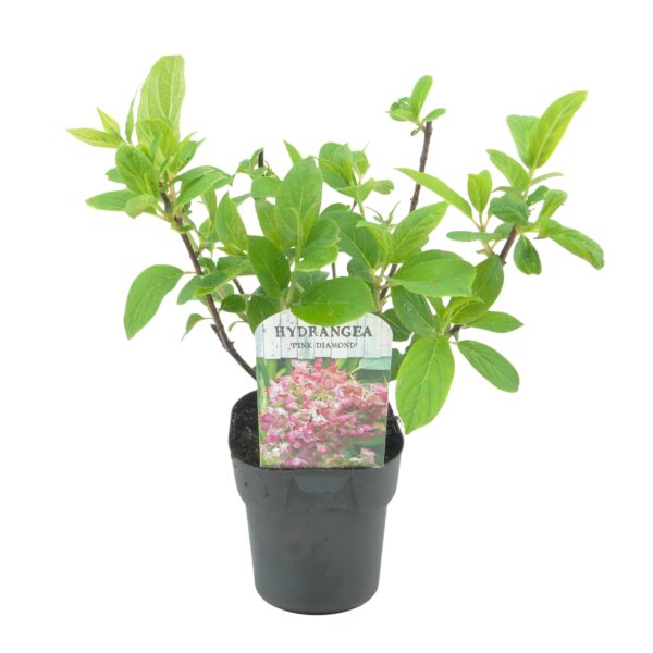 Pluim Hortensia - Hydrangea panniculata Pink Diamond - Bloem Wit Roze  - 3 Planten - 1 m2 - Bladverliezend - Grote Bloemen