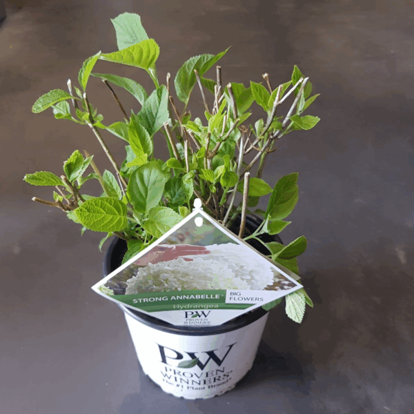 Hydrangea arbo 'Strong Annabelle' - Hortensia