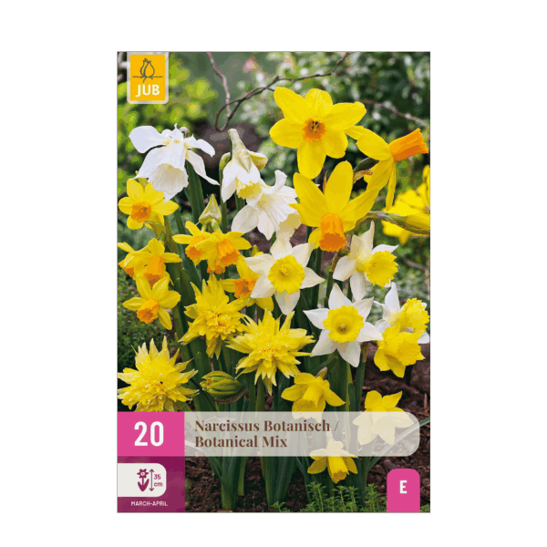 Bloembollen - Narcis Botanical mix - Geel en Wit - 20 stuks - Bolmaat 10/12