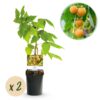 Framboos - Rubus idaeus Fallgold  - Gele Framboos - 2 planten -  Pot 11cmcm - Fruitplant