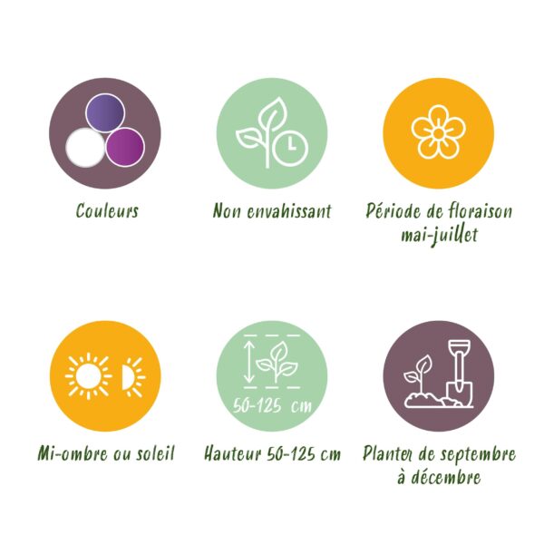 thumbnail_6000-173.jpg Bloembollen - Bulb Garden Allium mix - Diversen Kleuren - 80 stuks