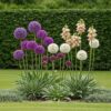 Bloembollen - Bulb Garden Allium mix - Diversen Kleuren - 80 stuks