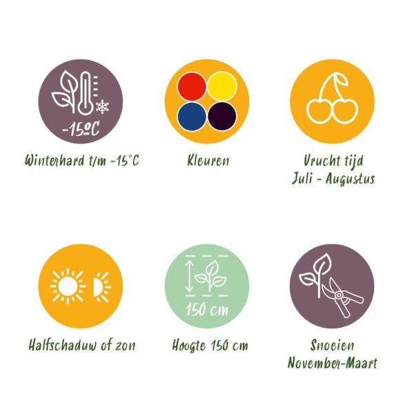 Fruit planten mix - Rode Bes, Gele Framboos, Zwarte Braam, Blauwe bes - 4 planten