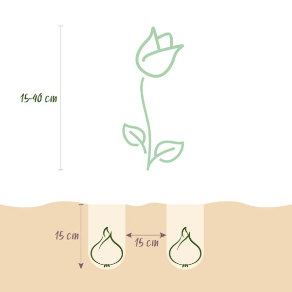 Bloembollen - Bulbs From Holland - Diversen Kleuren - 125 stuks