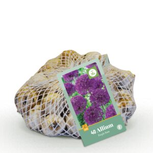 thumbnail_6000-221.jpg Allium Purple Rain - Sieruit - Paars - Zomerbloeier - Bolmaat 10/12 | 40 stuks