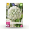 Bloembollen - Allium Mount Everest - Wit - 3 stuks - Bolmaat 16/18