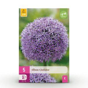 thumbnail_6000-265.jpg Allium Gladiator - Sierui - Paars - Zomerbloeier - Bolmaat 16/18 | 5 stuks