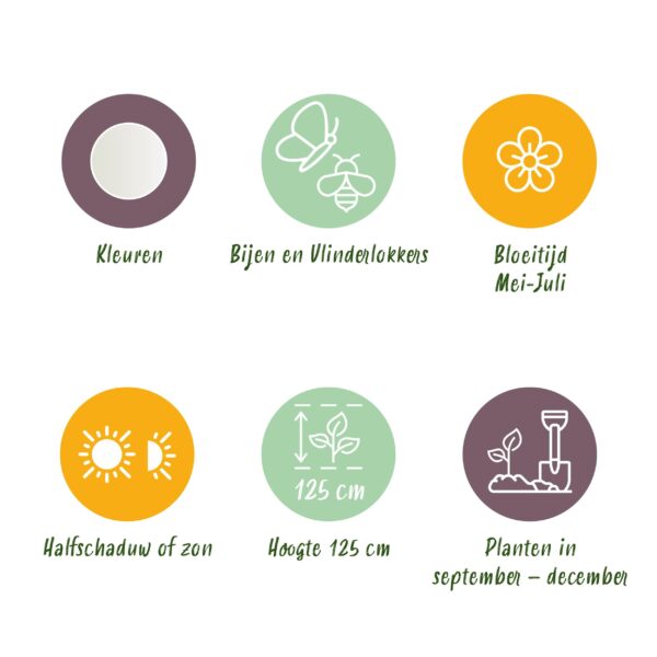 thumbnail_6000-282.jpg Bloembollen - Allium Mount Everest - Wit - 3 stuks - Bolmaat 16/18