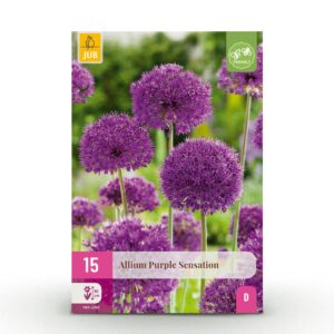 thumbnail_6000-306.jpg 15x Allium Purple Sensation - Sierui - Paars - Zomerbloeier - Bolmaat 10/12