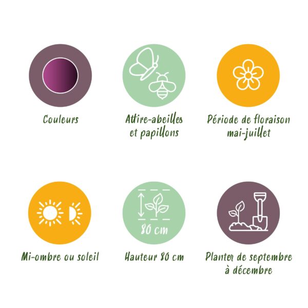 Bloembollen - Allium Miami - Paars - 15 stuks - Bolmaat 10/11