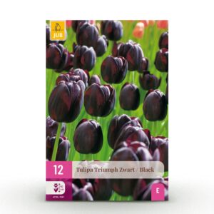 thumbnail_6000-327.jpg Tulipa Triumph Black - Triomftulp - Donker Paars - Voorjaarsbloeier - Bolmaat 11/12 | 12 stuks