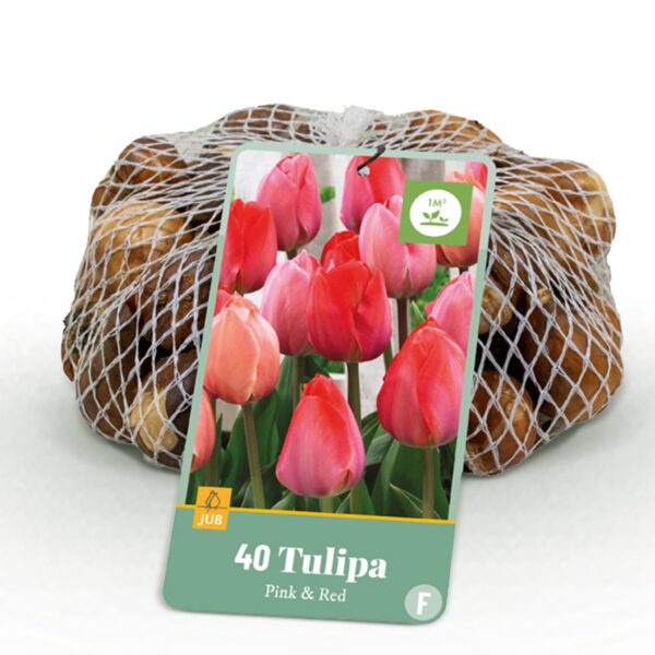 Bloembollen - Tulp Pink en Red - Roze en Rood - 40 stuks - Bolmaat 10/12