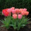 Bloembollen - Tulp Pink en Red - Roze en Rood - 40 stuks - Bolmaat 10/12