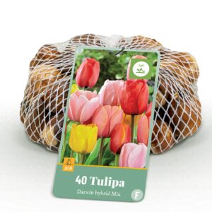 thumbnail_6000-357.jpg Tulipa Darwin Hybride mix - Darwin-tulp mix - Diversen - Voorjaarsbloeier - Bolmaat 10/12 | 40 stuks