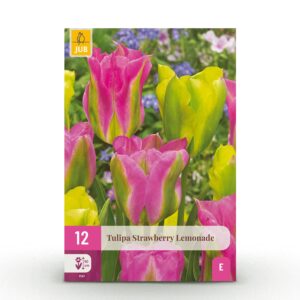 thumbnail_6000-384.jpg Tulipa Strawberry Lemonade - Tulp Aardbeienlimonade - Diversen - Voorjaarsbloeier - Bolmaat 11/12 | 12 stuks