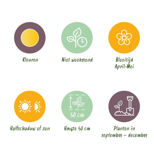 Bloembollen - Tulp Vendeeglobe - Geel - 12 stuks - Bolmaat 11/12