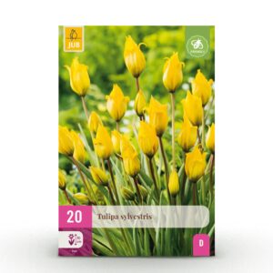 thumbnail_6000-405.jpg Tulipa Sylvestris - Bosdravik - Geel - Verwilderingsbol - Bolmaat 5/6 | 20 stuks