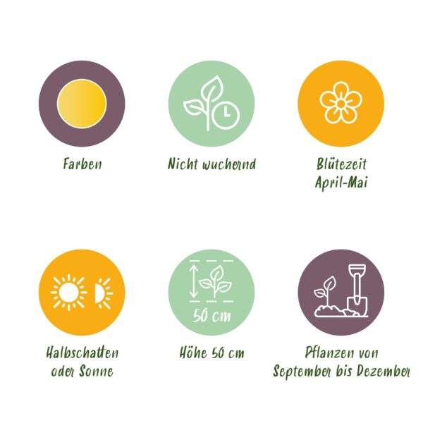 Bloembollen - Tulp Sylvestris - Geel - 20 stuks - Bolmaat 5/6