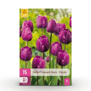 thumbnail_6000-448.jpg 15x Tulipa Triumph Purple - Triomftulp - Paars - Voorjaarsbloeier - Bolmaat 11/12