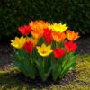 Bloembollen - Tulp Praestans mix - Diversen Kleuren - 25 stuks - Bolmaat 8/9
