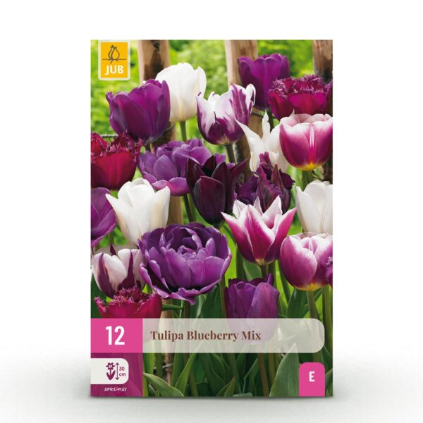 Bloembollen - Tulp Blueberry mix - Diversen Kleuren - 12 stuks - Bolmaat 11/12