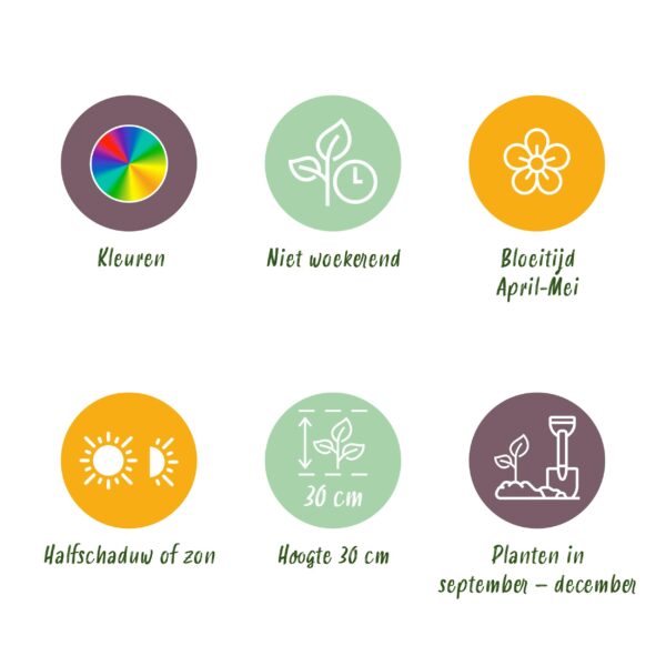 Bloembollen - Tulp Blueberry mix - Diversen Kleuren - 12 stuks - Bolmaat 11/12