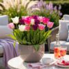 Bloembollen - Tulp Pastel mix - Diversen Kleuren - 12 stuks - Bolmaat 11/12