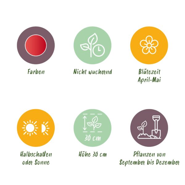 Bloembollen - Tulp Greigii Red - Rood - 15 stuks - Bolmaat 11/12