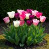 Bloembollen - Tulp Pastel mix - Diversen Kleuren - 12 stuks - Bolmaat 11/12