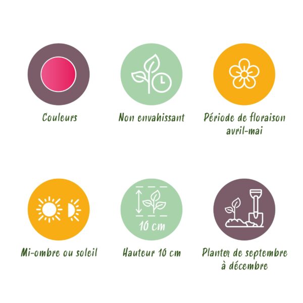 Bloembollen - Tulp Foxtrot mix - Diversen Kleuren - 12 stuks - Bolmaat 11/12