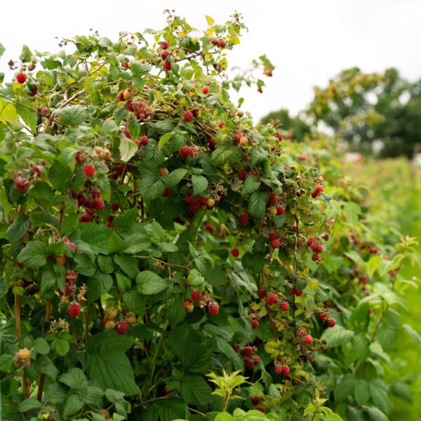 Framboos - Rubus idaeus Autumn Bliss  - Rode Framboos - 2 planten -  Pot 11cmcm - Fruitplant