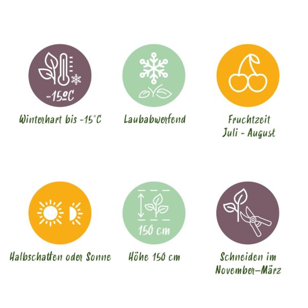 Framboos - Rubus idaeus Autumn Bliss  - Rode Framboos - 2 planten -  Pot 11cmcm - Fruitplant