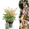 Nandina Twilight - Bont & Roze - Groenblijvend - Weinig Onderhoud