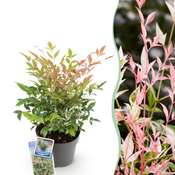 thumbnail_6000-1024.jpg Nandina Twilight - Bont & Roze - Groenblijvend - Weinig Onderhoud