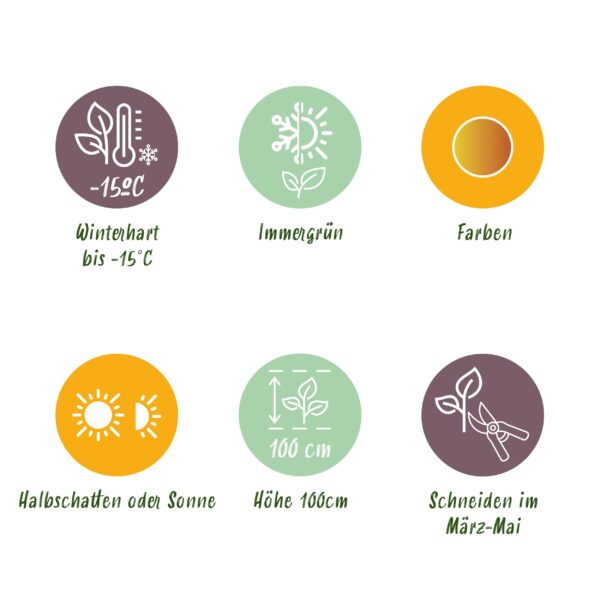 Leucothoe Curly Gold - Geel - 2 Planten - Groenblijvend - Weinig Onderhoud