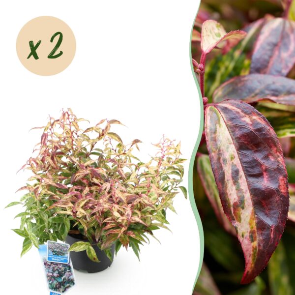 Leucothoe Makijaz - Bruin - 2 Planten - Groenblijvend - Weinig Onderhoud