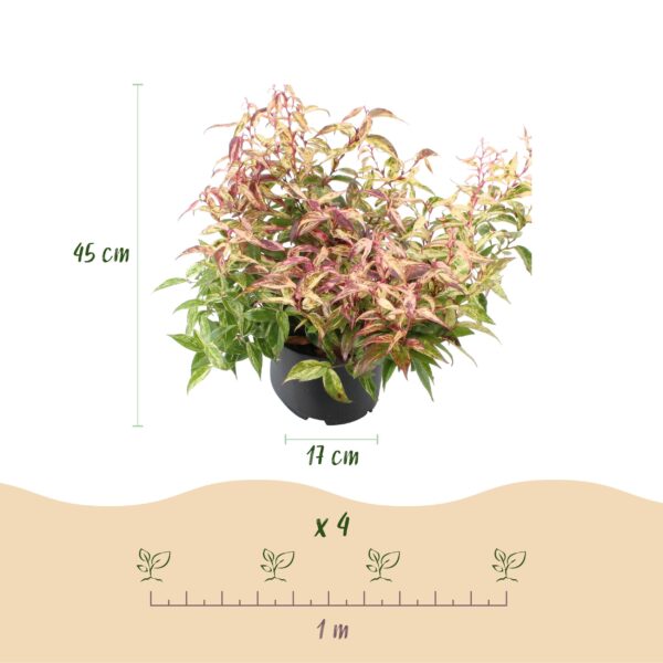 Leucothoe Makijaz - Bruin - 2 Planten - Groenblijvend - Weinig Onderhoud