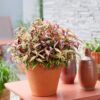 Leucothoe Makijaz - Bruin - 2 Planten - Groenblijvend - Weinig Onderhoud