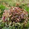 Leucothoe Makijaz - Bruin - 2 Planten - Groenblijvend - Weinig Onderhoud