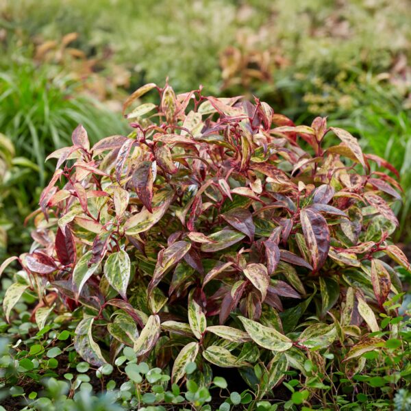 Leucothoe Makijaz - Bruin - 2 Planten - Groenblijvend - Weinig Onderhoud