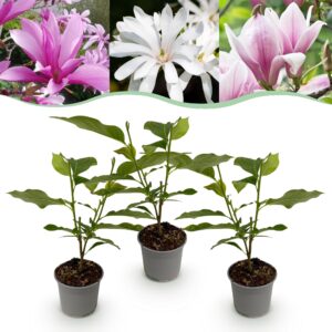 Magnolia Tricolour - Bloem Wit-Roze-Paars - 3 Planten - Bladverliezend - Weinig Onderhoud