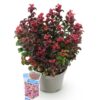 Leucothoe Curly Red - Rood -  Groenblijvend - Weinig Onderhoud