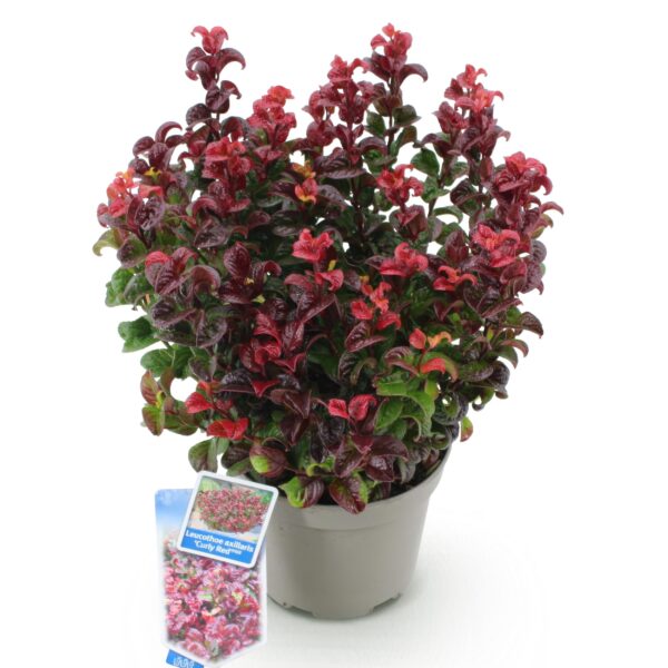 Leucothoe Curly Red - Rood -  Groenblijvend - Weinig Onderhoud