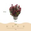 Leucothoe Curly Red - Rood -  Groenblijvend - Weinig Onderhoud