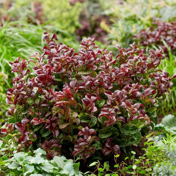 Leucothoe Curly Red - Rood -  Groenblijvend - Weinig Onderhoud