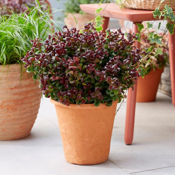 Leucothoe Curly Red - Rood -  Groenblijvend - Weinig Onderhoud